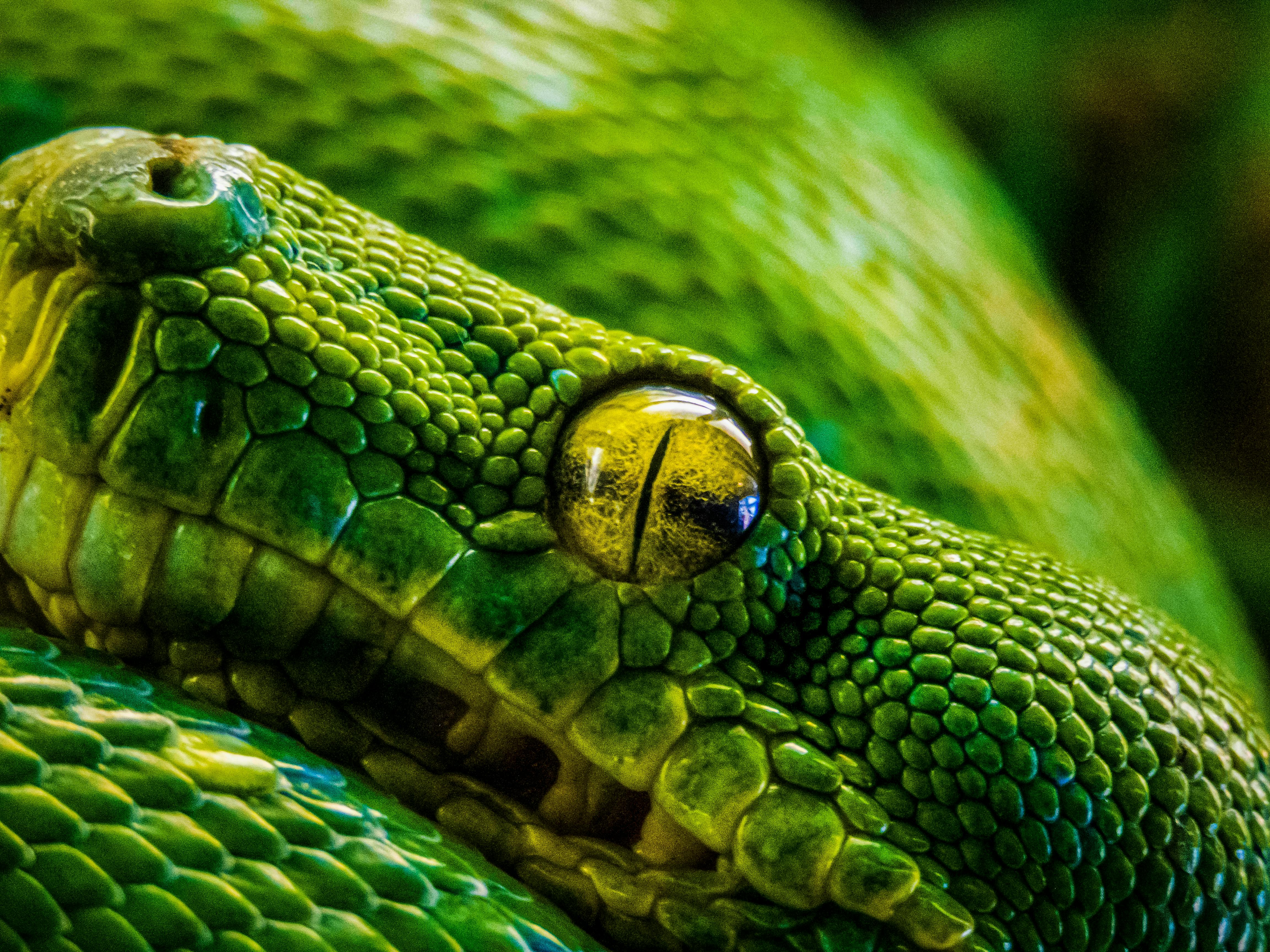 20 Excellent HD Snake Wallpapers