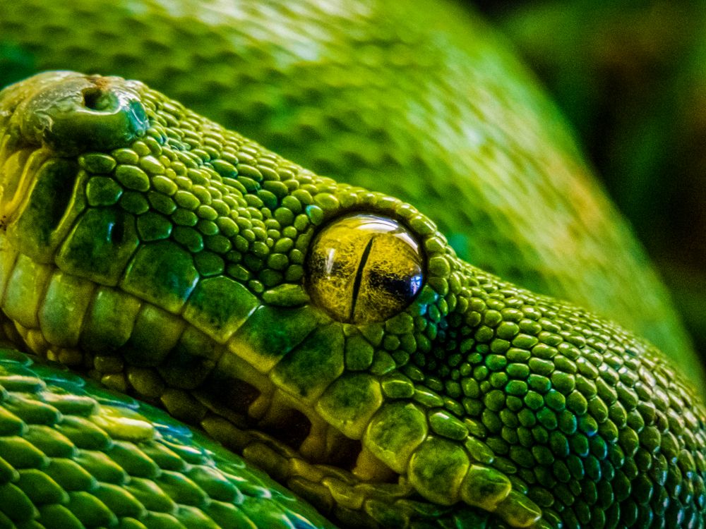 Eye of a Green Python · Free Stock Photo