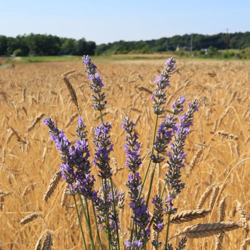 Immagine gratuita di grano, lavanda, pexels