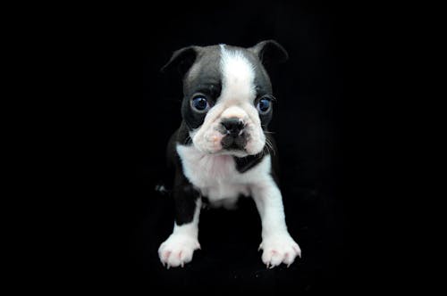 The cutest Boston Terrier breed puppy look. Newborn dog close-up on the black background. French bulldog alike