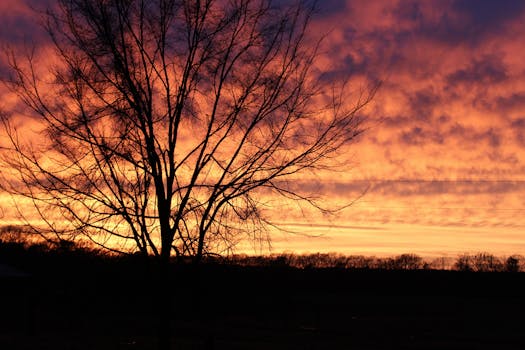 A dramatic sunset silhouette of a leafless tree against a vibrant orange sky.