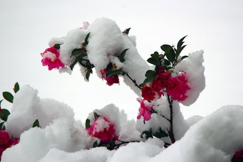 Camelias in Snow