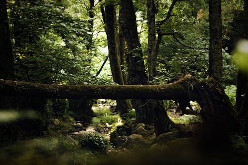 Ilmainen kuvapankkikuva tunnisteilla luonto, metsä, puro Kuvapankkikuva