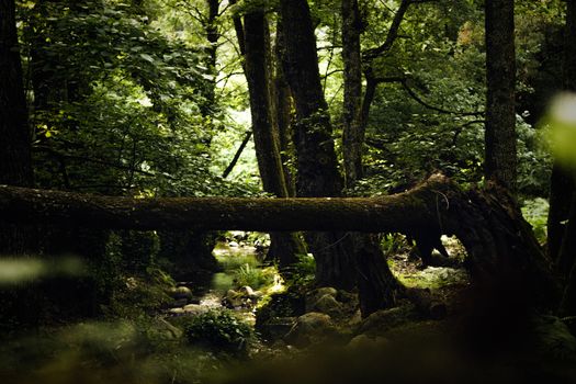 Tranquil forest scene with a stream in Ouled Attia, Skikda Province, Algeria.