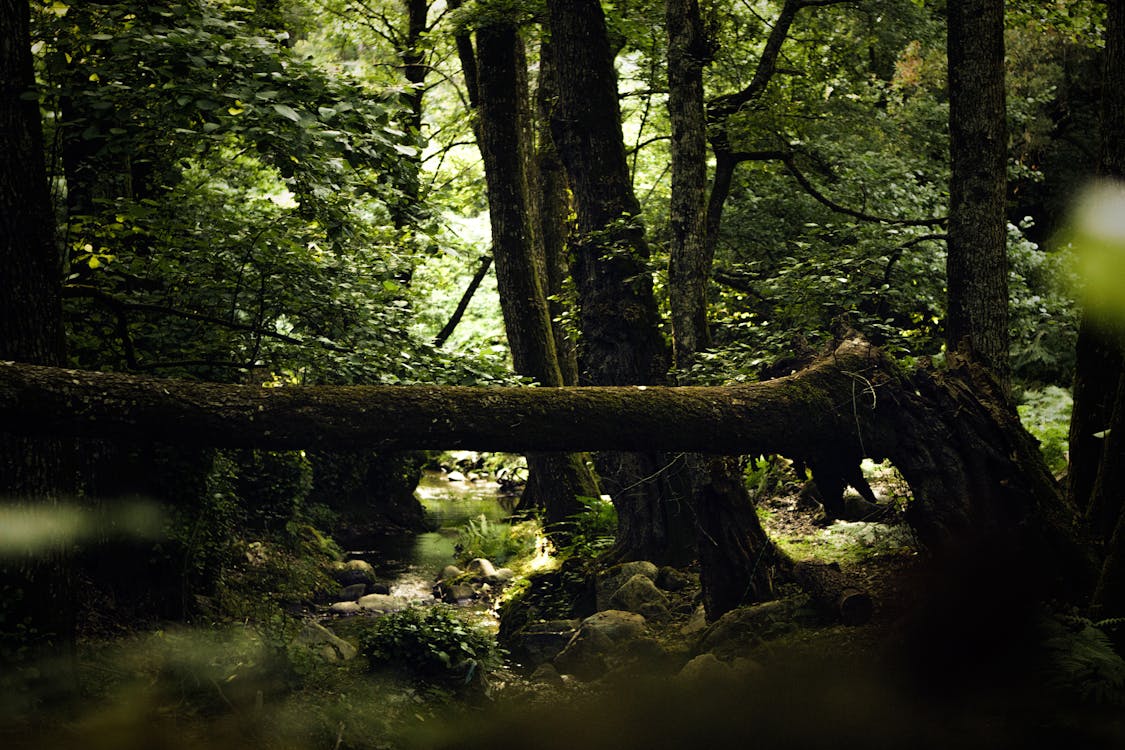 Mossy Trees in the Jungle 