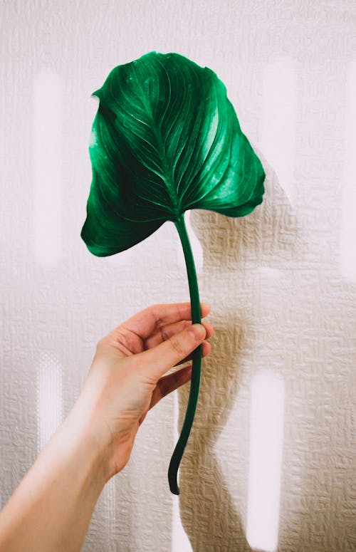 Photo of Person Holding Plant