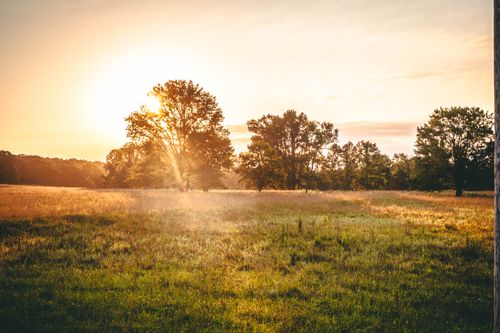 Free stock photo of field, sun, sunrise Stock Photo