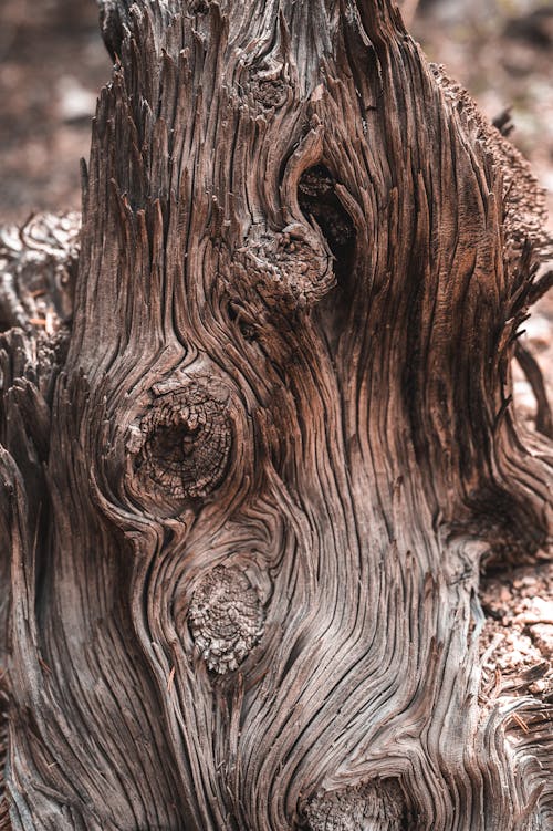 Close-up of Wood Trunk Texture