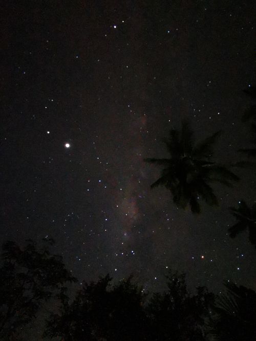 Free A serene starry night sky with silhouetted tropical trees captured in a vertical shot. Stock Photo