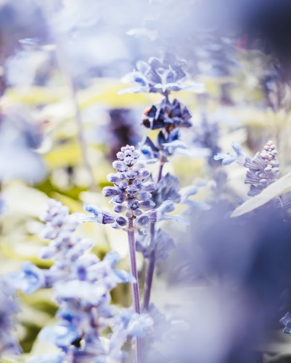 Close-Up Photography of Lavender Flowers