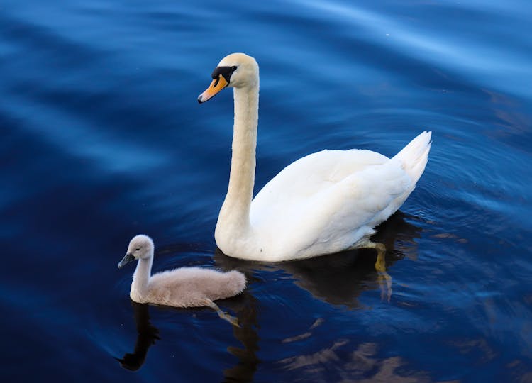 White Swan And A Cygnet On Water 