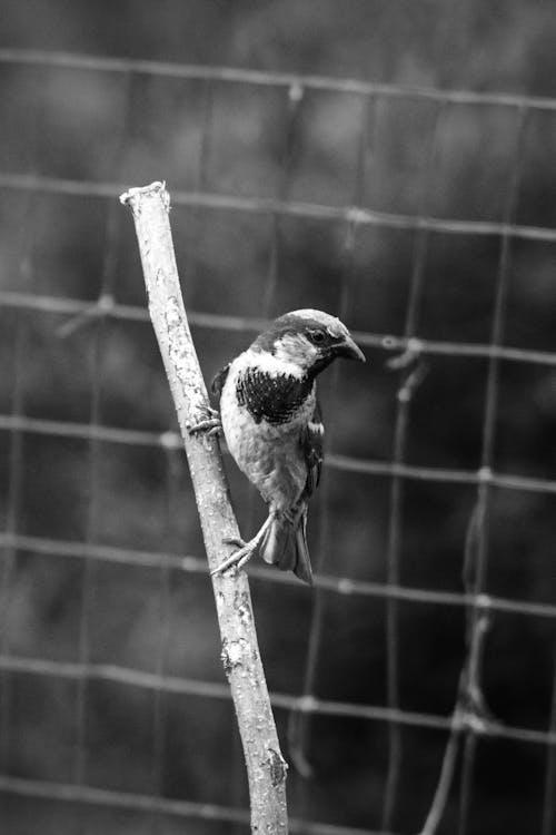 A Grayscale of a Sparrow on a Branch