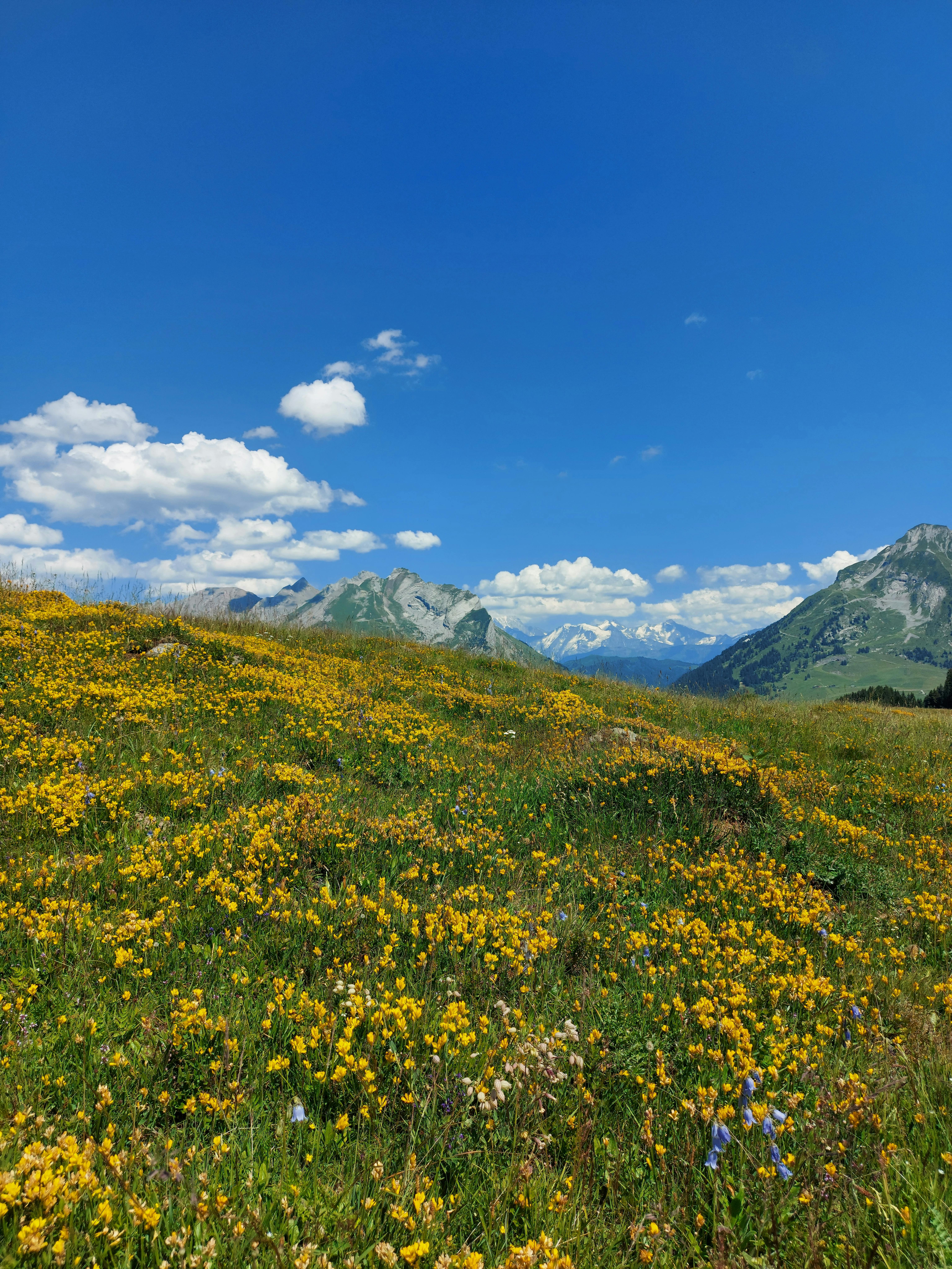 Yellow Flower Field Near Mountain Under Blue Sky · Free Stock Photo