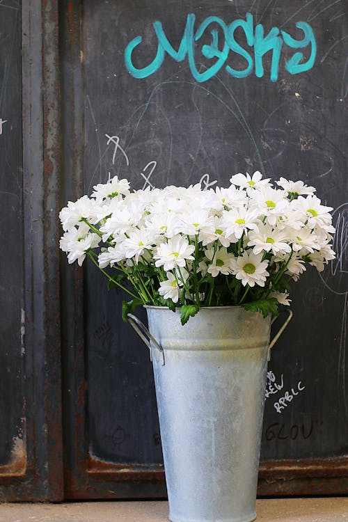 Gratis arkivbilde med blomster, flora, vanlig daisy