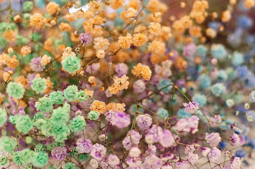 Free Pink and Yellow Flowers in Tilt Shift Lens Stock Photo