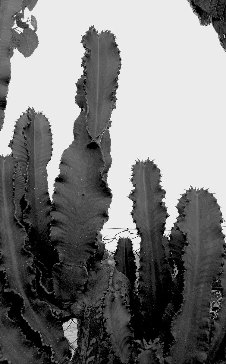 Monochrome Photo Of Cactus