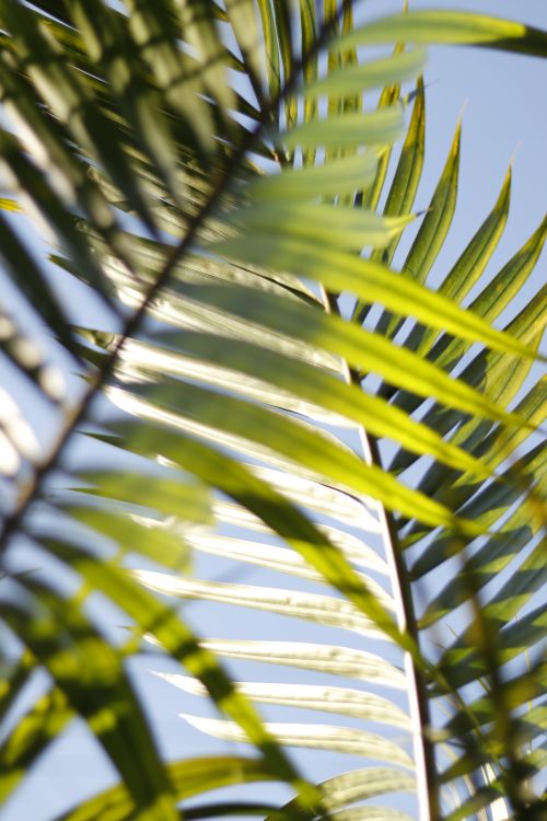 Free A close-up view of sunlit green palm leaves against a clear blue sky. Stock Photo