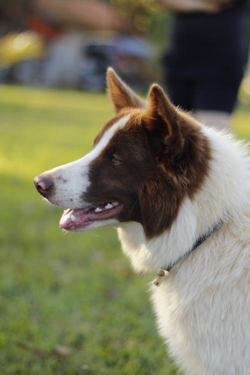 Close-up Photo of a Border Collie Dog 