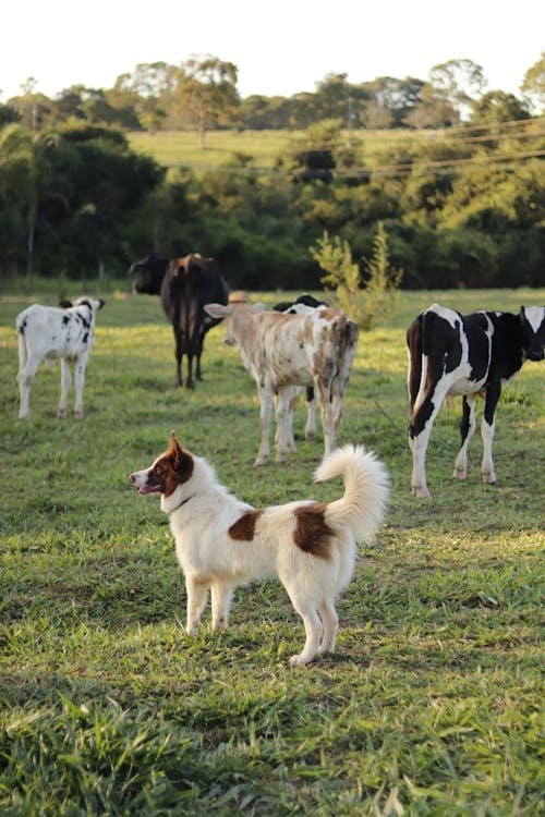 Border Collie Dog near Cows 