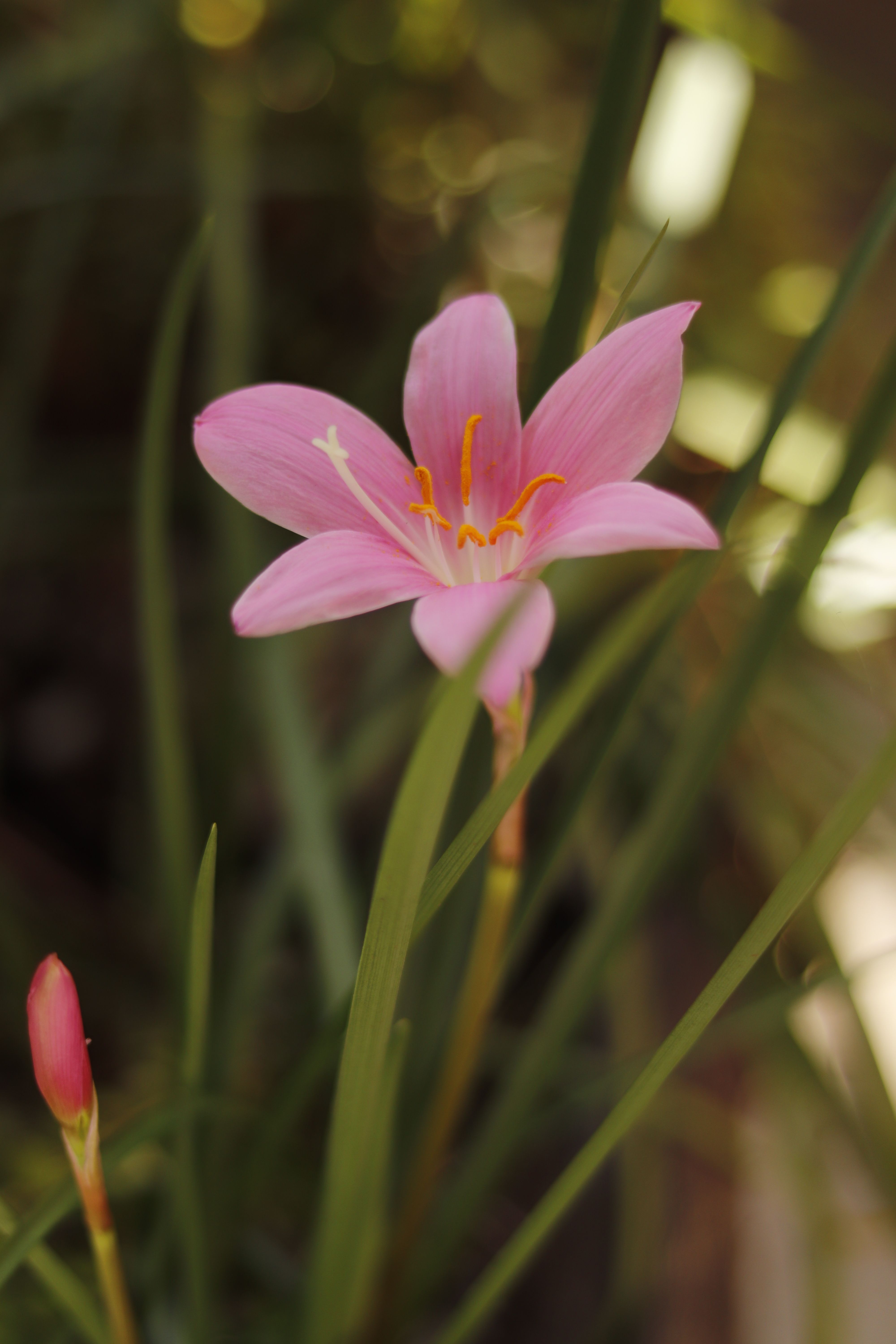 Close-up Photo of Pink Rain Lily · Free Stock Photo