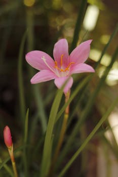 Close-up of a pink rain lily blooming in Goiás, Brasil, showcasing its delicate petals and vibrant colors.