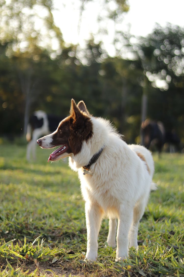 Brown And White Dog On Grass Field 