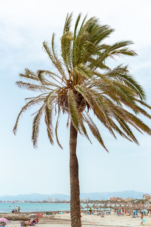 Hindistan cevizi ağacı, plaj, tropik içeren Ücretsiz stok fotoğraf