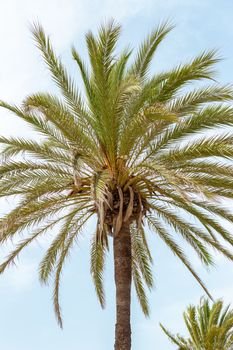 Vibrant palm tree standing tall against a bright, clear blue sky in summer.