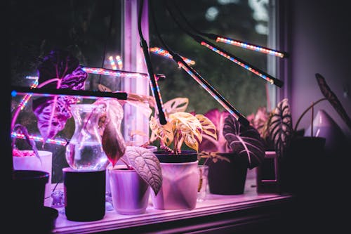 Darmowe zdjęcie z galerii z diody, kolorowe światła, rośliny