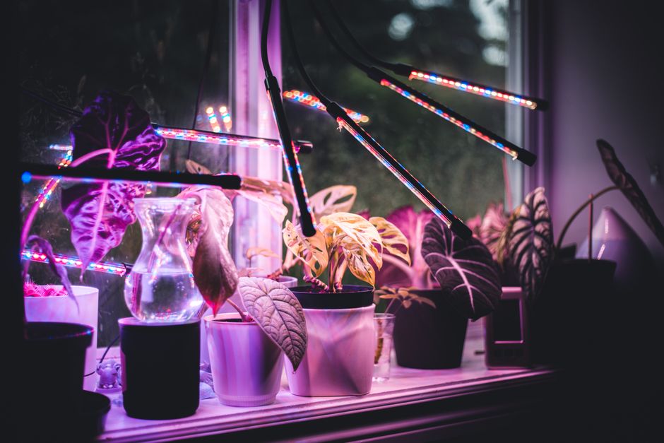 adjustable LED grow lights over herbs - kitchen herb garden hydroponic