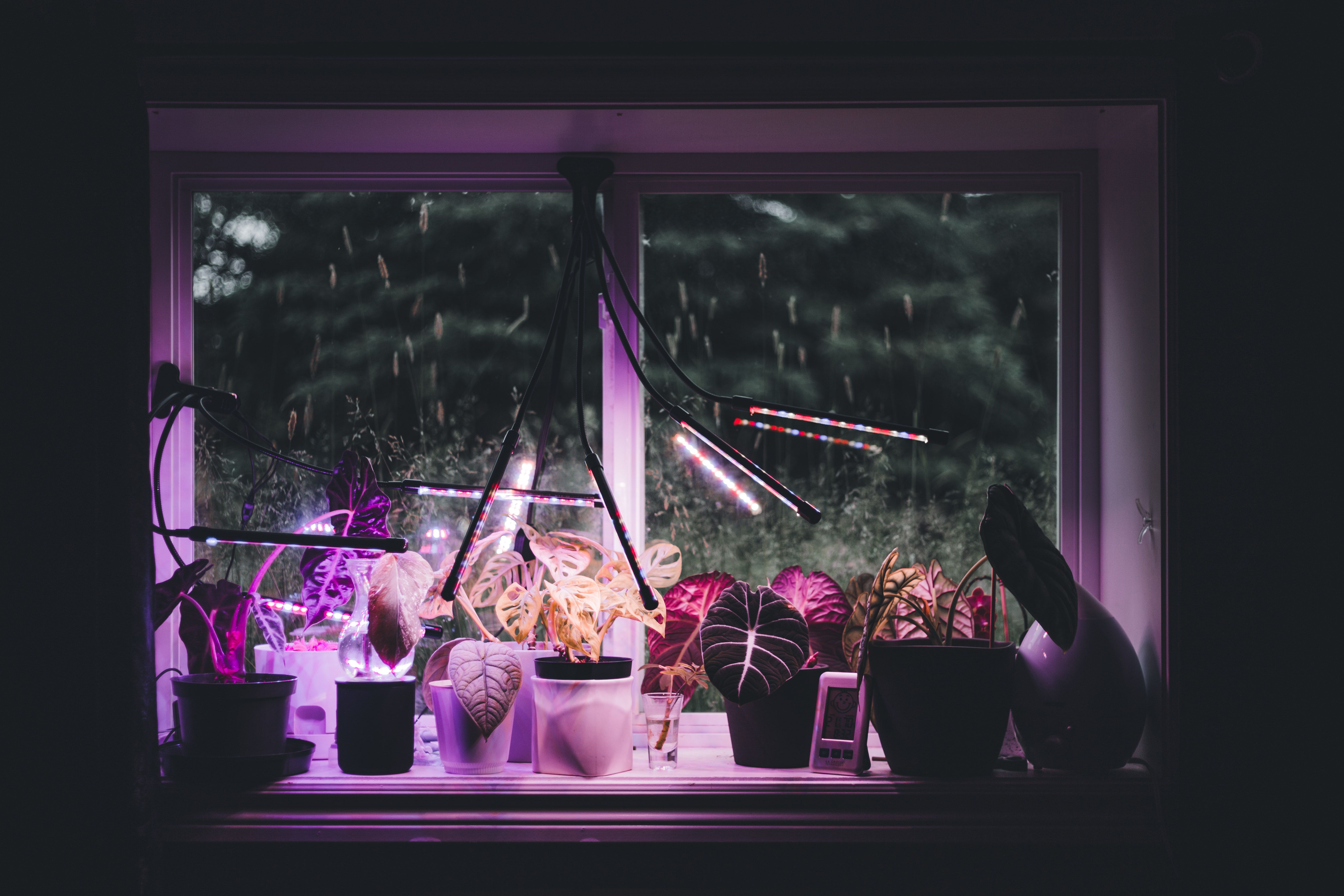 Luminosité idéale pour plantes d'intérieur : le guide complet pour offrir la bonne lumière à votre p