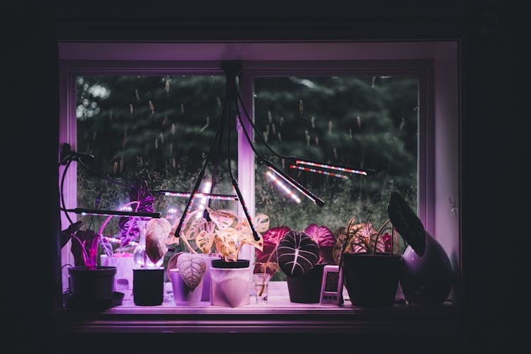 UV Lights On Flower Pots On A Window