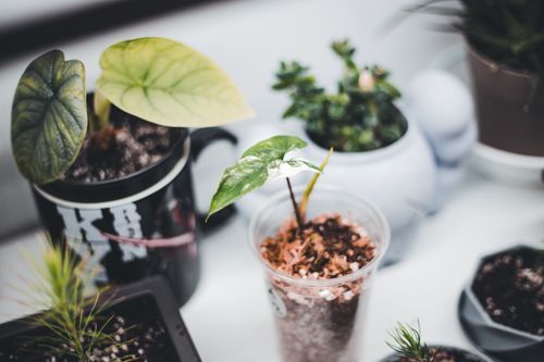 Free Close-up of potted plants showing various leaves and growth stages, ideal for indoor gardening enthusiasts. Stock Photo
