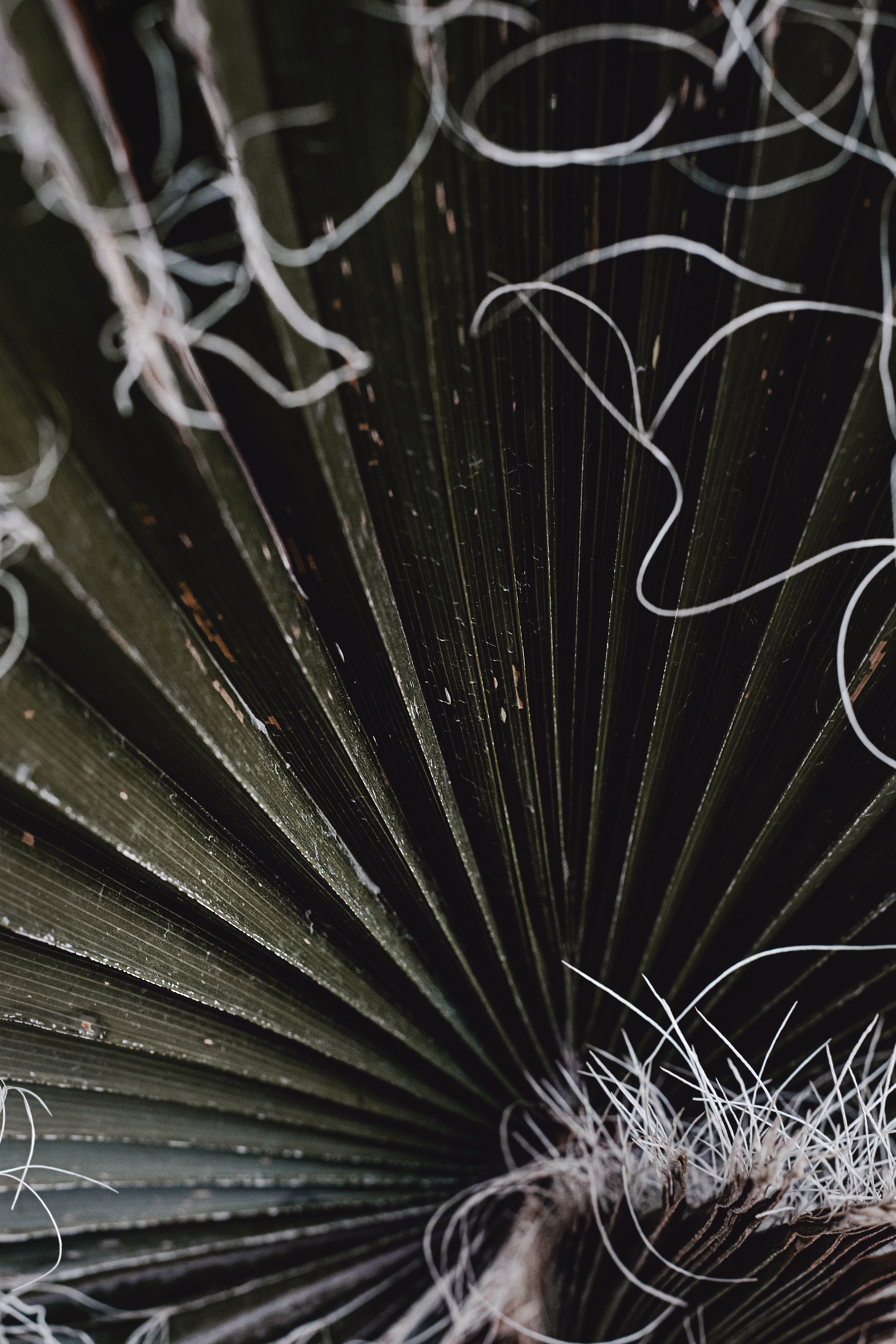 Parallel Venation Photos, Download The BEST Free Parallel Venation ...