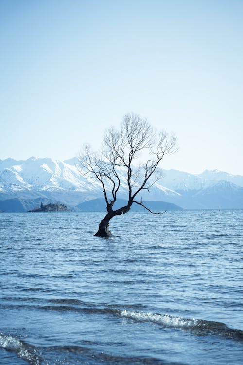 Tree in Lake