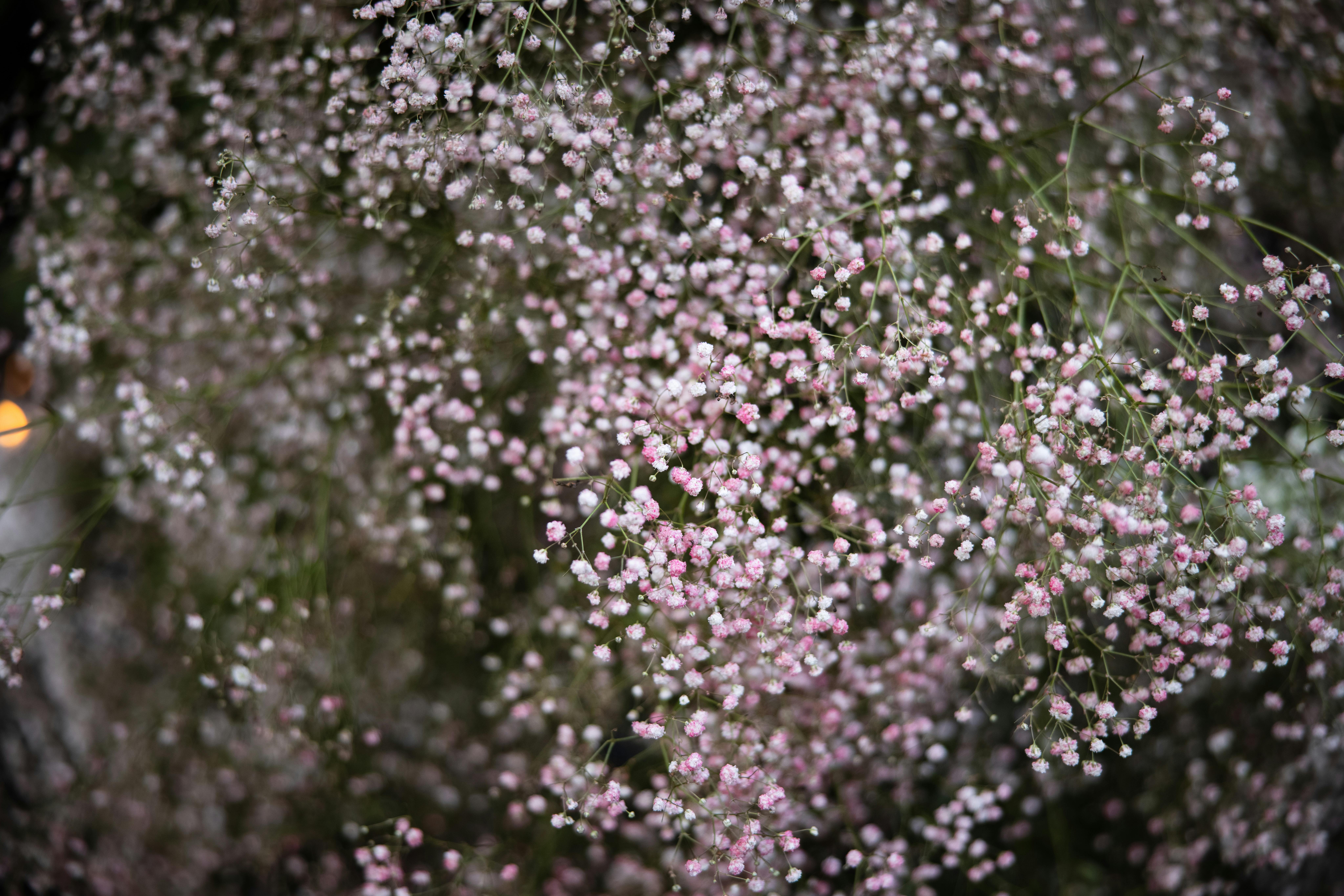 How common is PDA in babies?