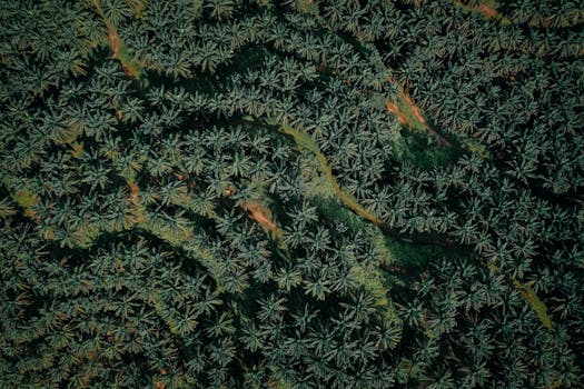 Stunning aerial photo of a dense coconut plantation showcasing vibrant greenery.