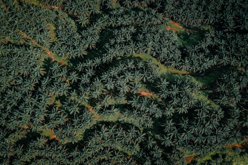 Immagine gratuita di alberi verdi, foresta, fotografia aerea