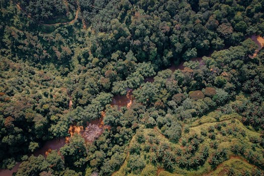 Aerial view of a dense tropical forest with a winding river, showcasing vibrant greenery and natural beauty.