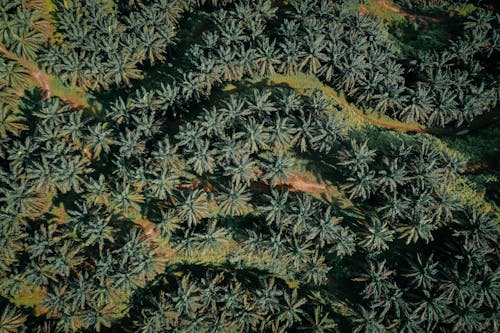 бесплатная Бесплатное стоковое фото с абстрактный, вечнозеленый, горшок Стоковое фото