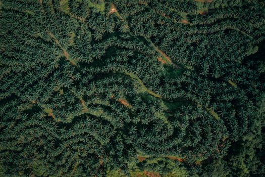 Top-down view of a lush, sprawling coconut tree plantation captured by drone photography.
