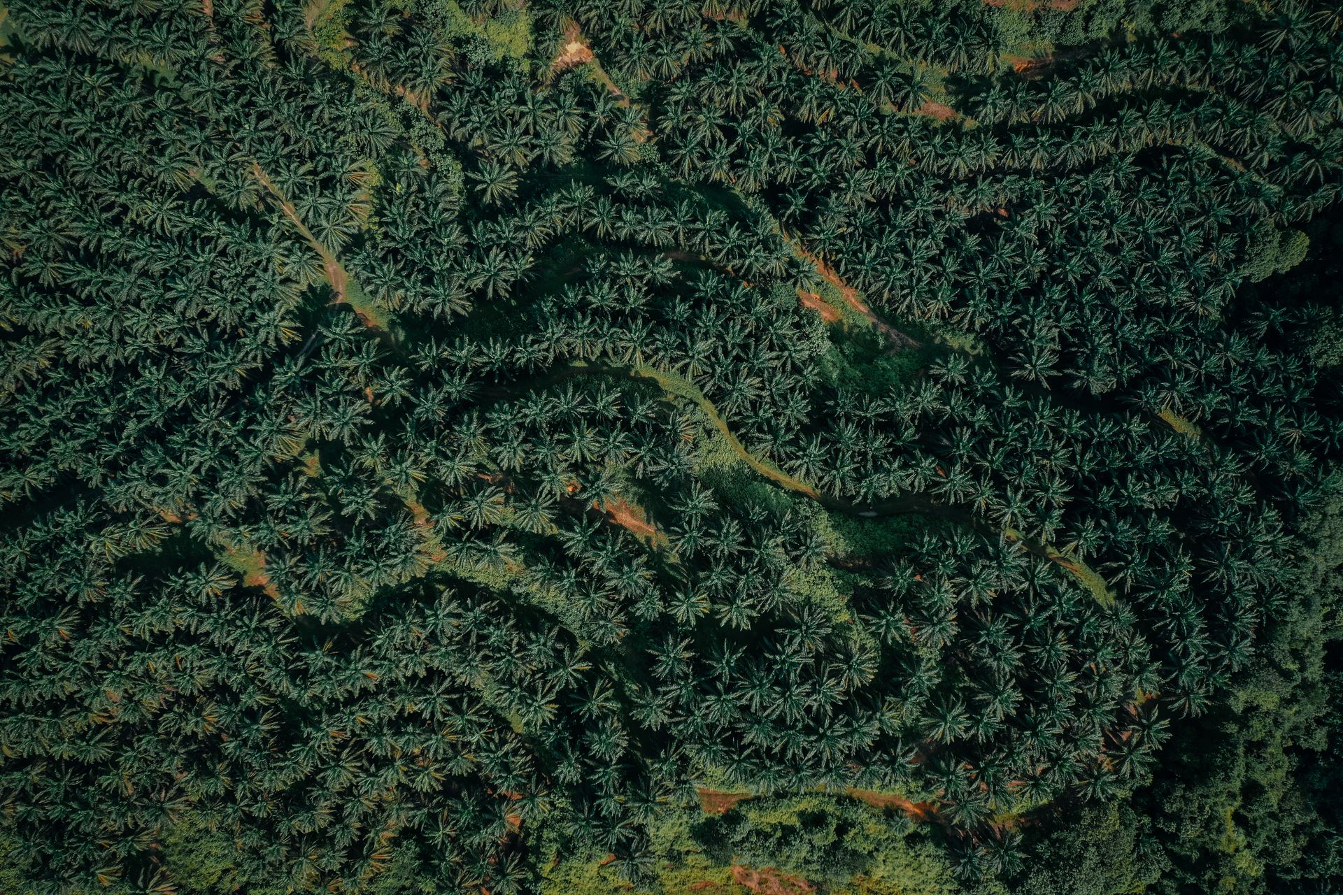 Vue aérienne d'une plantation indonésienne d'huile de palme