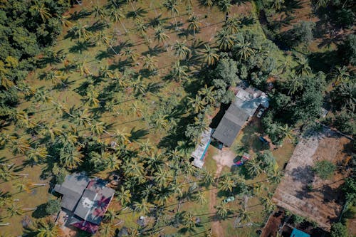 Fotobanka s bezplatnými fotkami na tému fotografia z dronu, kokosové palmy, letecké zábery