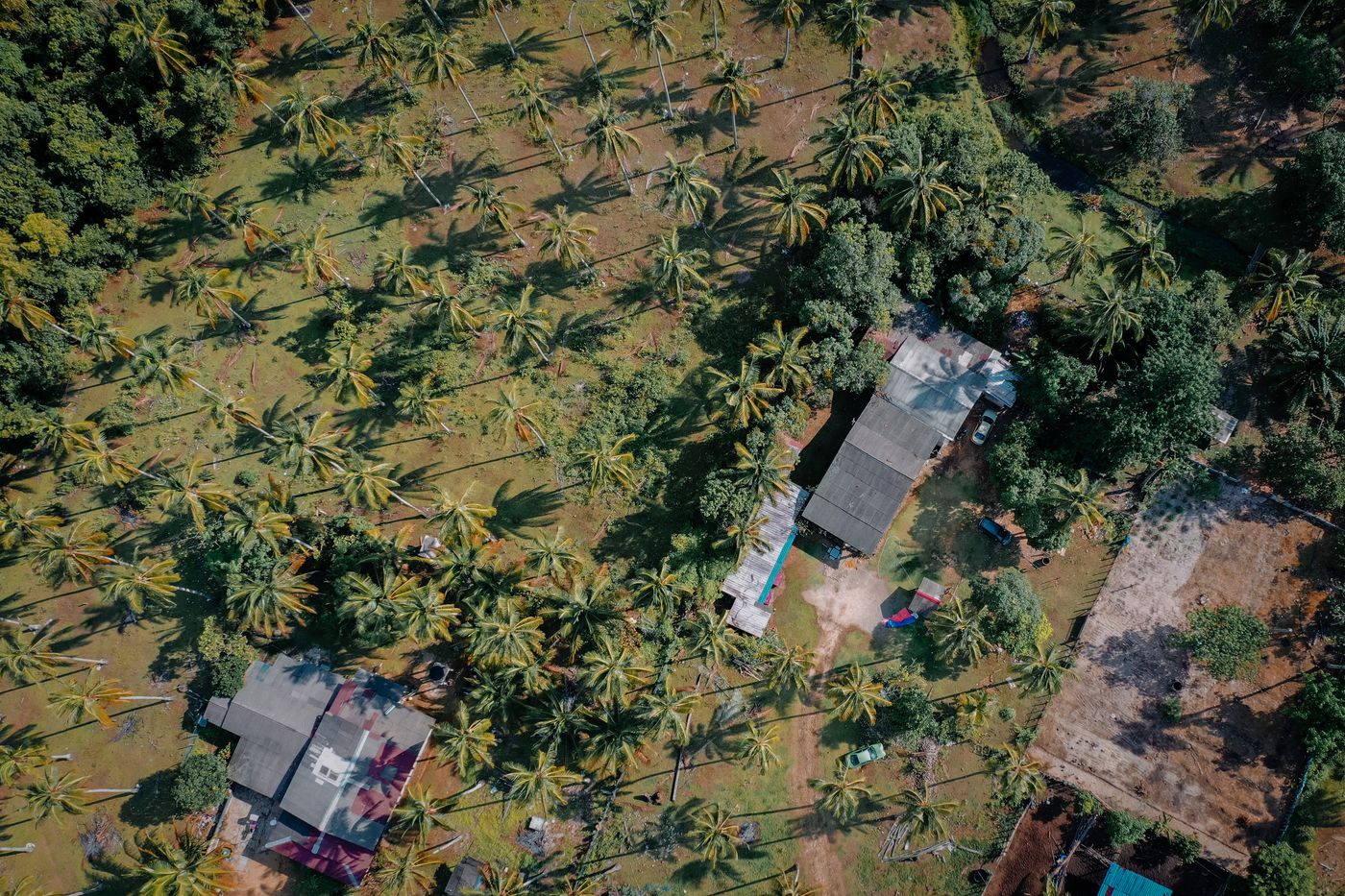 Aerial view of Adobha Agro coconut plantation