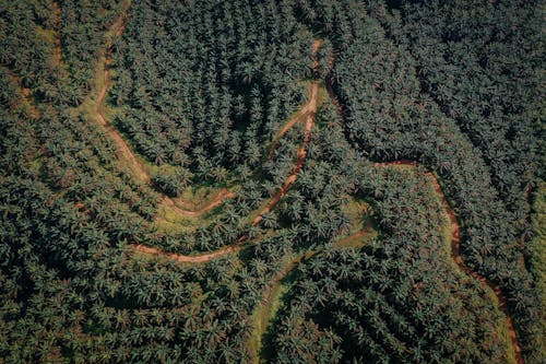 Fotobanka s bezplatnými fotkami na tému dedinský, fotografia z dronu, letecké zábery