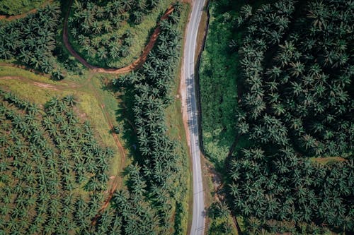 Free Aerial View of Green Trees and Road Stock Photo