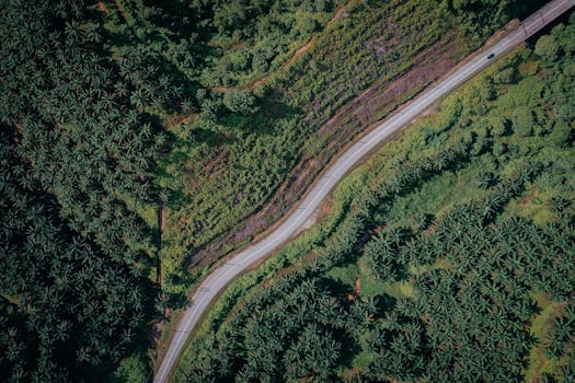 Drone shot capturing a winding road through dense greenery and palm trees.