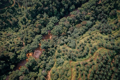 grátis Foto profissional grátis de árvores, filmagem aérea, fotografia com drone Foto profissional