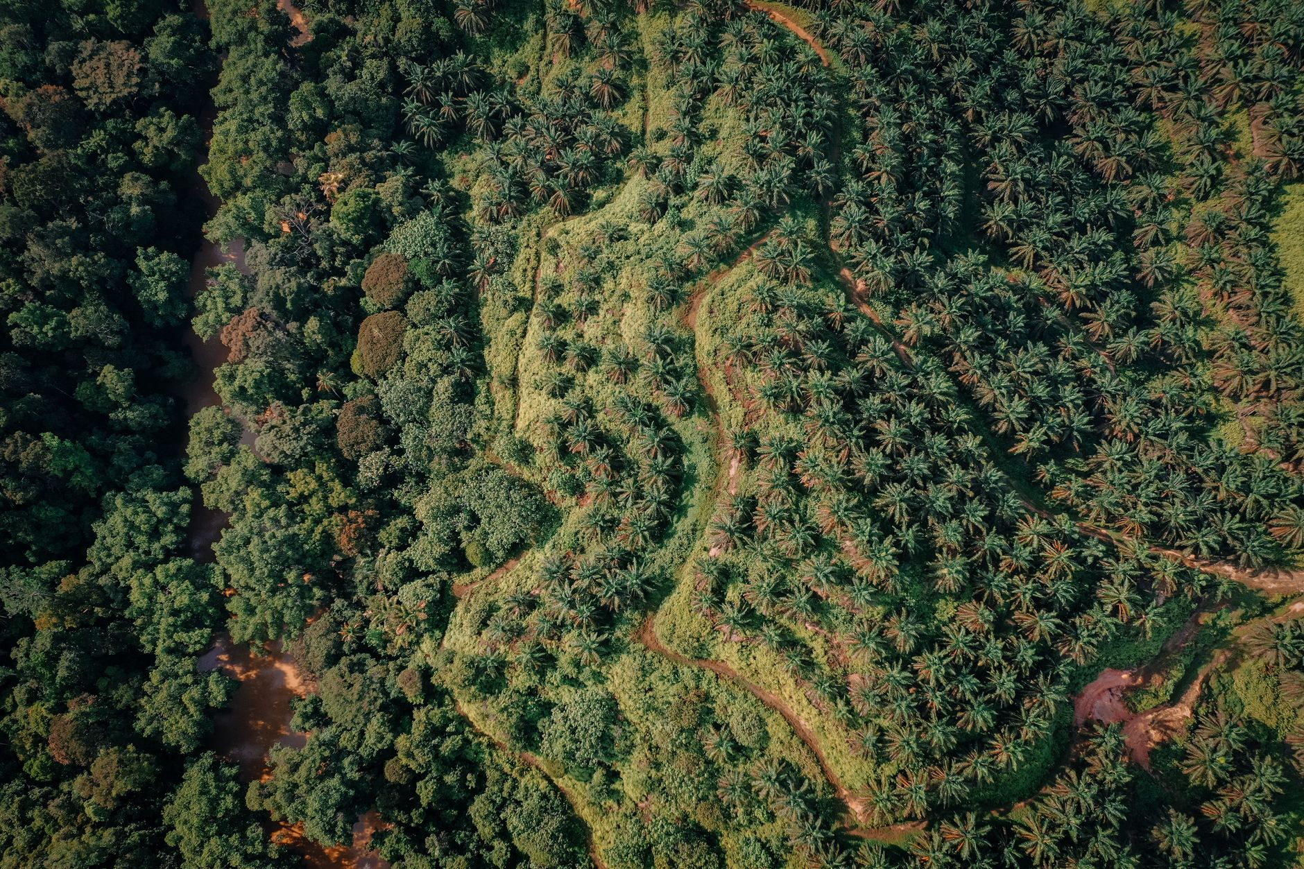 is palm oil vegan, Where Palm Oil Shows Up In Everyday Products is palm oil vegan, Where Palm Oil Shows Up In Everyday Products