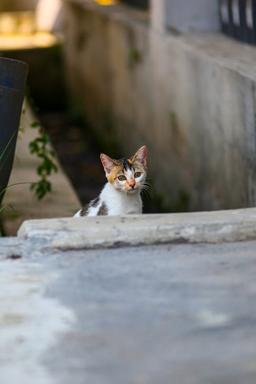 Kitten on Staircase